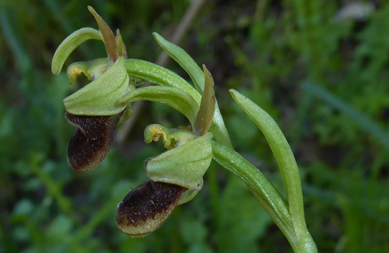 Ophrys sphegodes subsp.classica